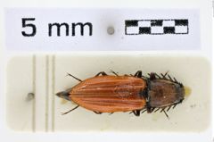 Foto (Dorsalansicht) von Anostirus gracilicollis (NHMW-ZOO-COL-0008653)